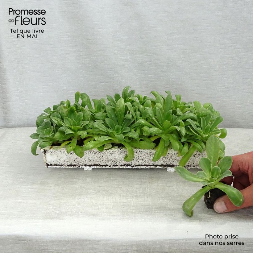 Amostra de Lewisia cotyledon Elise en mélange Mini-torrão Ø 1,5/2,5 cm tal como entregue na primavera