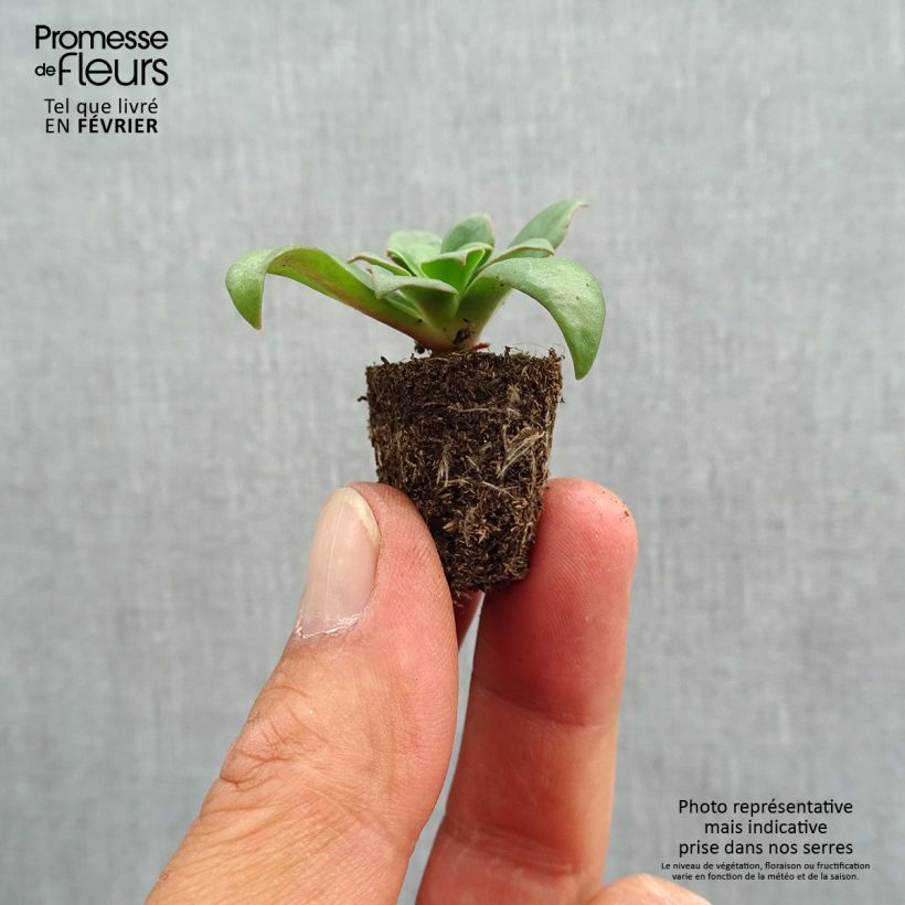 Amostra de Lewisia cotyledon Elise em mistura Mini-torrão Ø 1,5/2,5 cm tal como entregue no outono