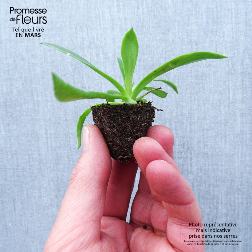 Amostra de Lewisia cotyledon Elise em mistura Jardimotte: torrão de 3,8 cm x 3,2 cm em tabuleiro de cultivo de 16 unidades tal como entregue na primavera