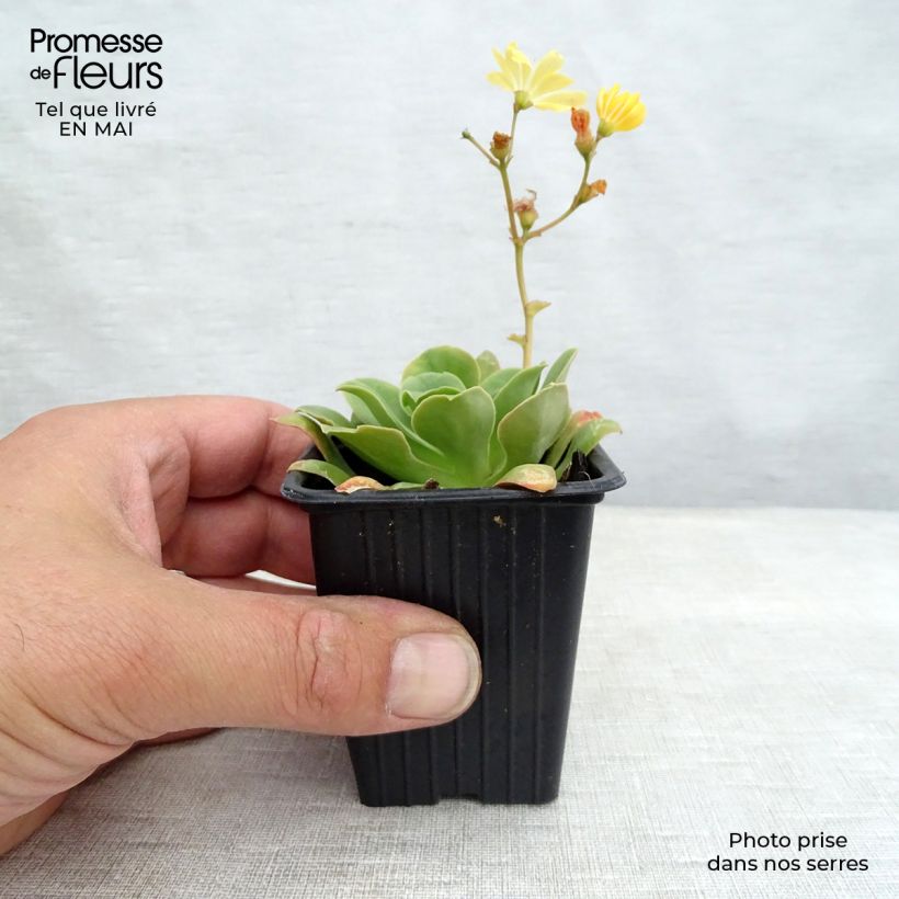 Amostra de Lewisia cotyledon em mistura Vaso de 7/8 cm tal como entregue na primavera