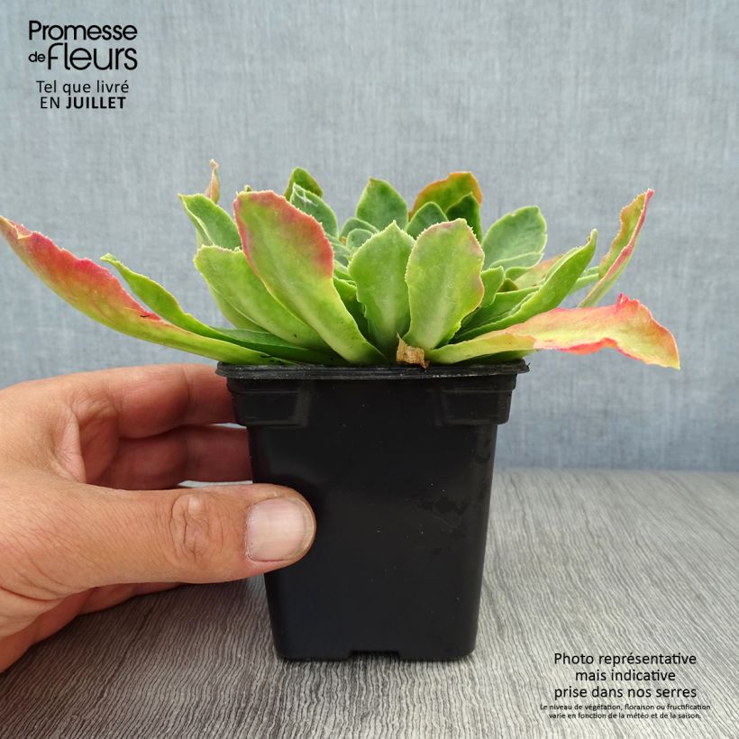 Amostra de Lewisia cotyledon em mistura Vaso de 7/8 cm tal como entregue no verão