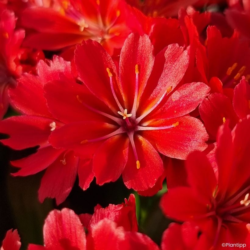 Lewisia cotyledon Sunset Glow (Floração)