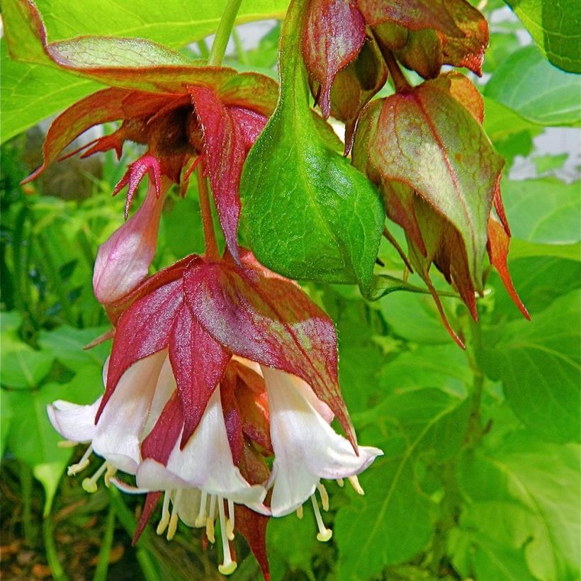 Leycesteria formosa (Floração)