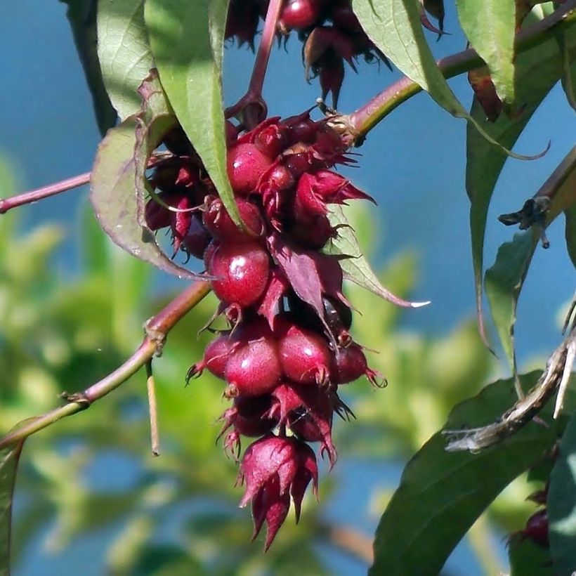 Leycesteria formosa (Colheita)