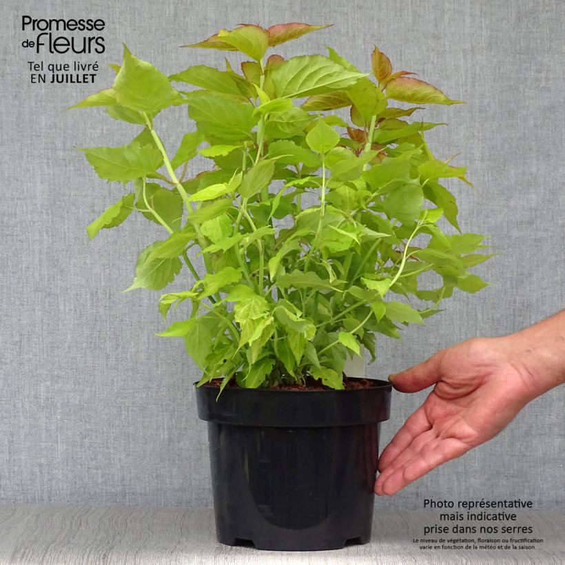 Amostra de Leycesteria formosa Golden Lanterns Vaso de 2 L/3 L tal como entregue no verão