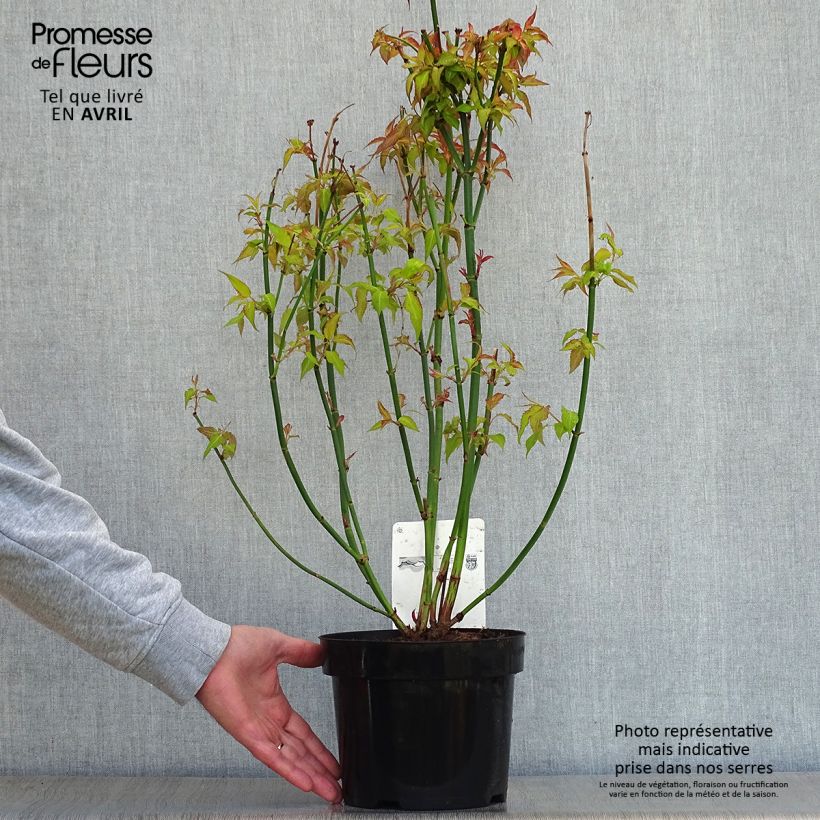 Amostra de Leycesteria formosa Golden Lanterns Vaso de 2 L/3 L tal como entregue na primavera