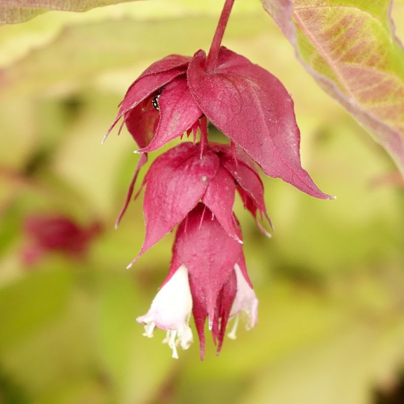 Leycesteria formosa Golden Lanterns (Floração)