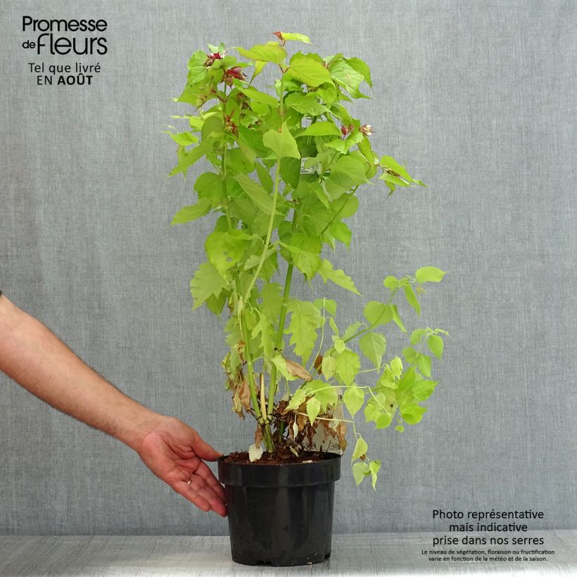 Amostra de Leycesteria formosa Little Lanterns Vaso de 3 L/4 L tal como entregue no verão