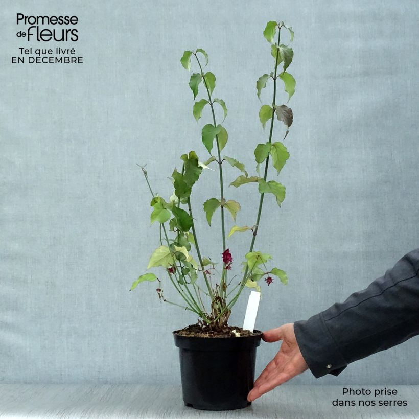 Amostra de Arbre aux faisans Purple Rain Vaso de 2 L/3 L tal como entregue no inverno