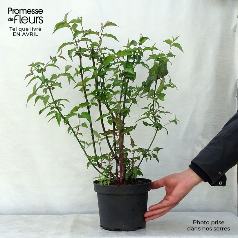 Amostra de Leycesteria formosa Purple Rain Vaso de 2 L/3 L tal como entregue na primavera