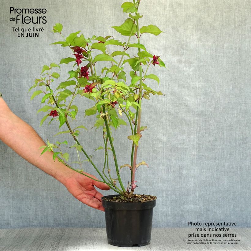 Amostra de Leycesteria formosa Purple Rain Vaso de 2 L/3 L tal como entregue no verão