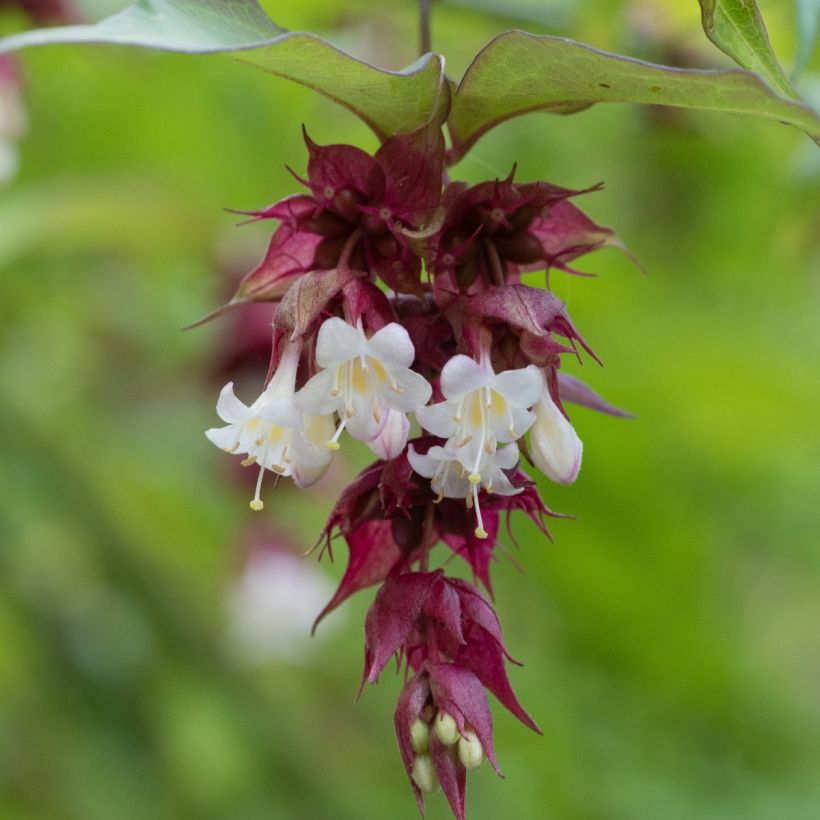 Leycesteria formosa em sementes (Floração)