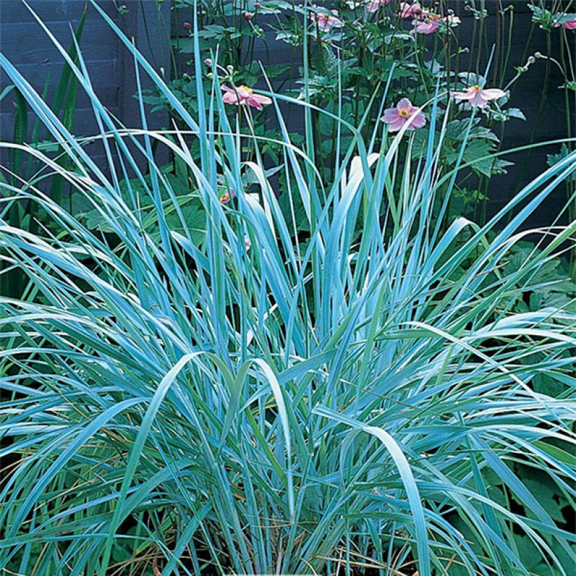 Leymus arenarius (Hábito)