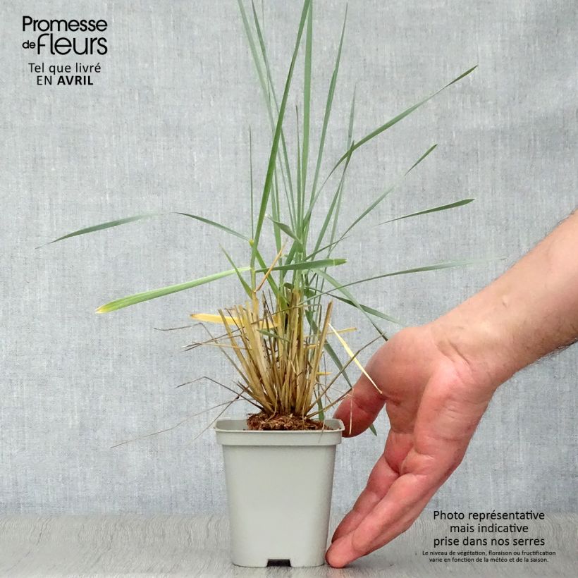 Amostra de Leymus arenarius Vaso de 8/9 cm tal como entregue na primavera