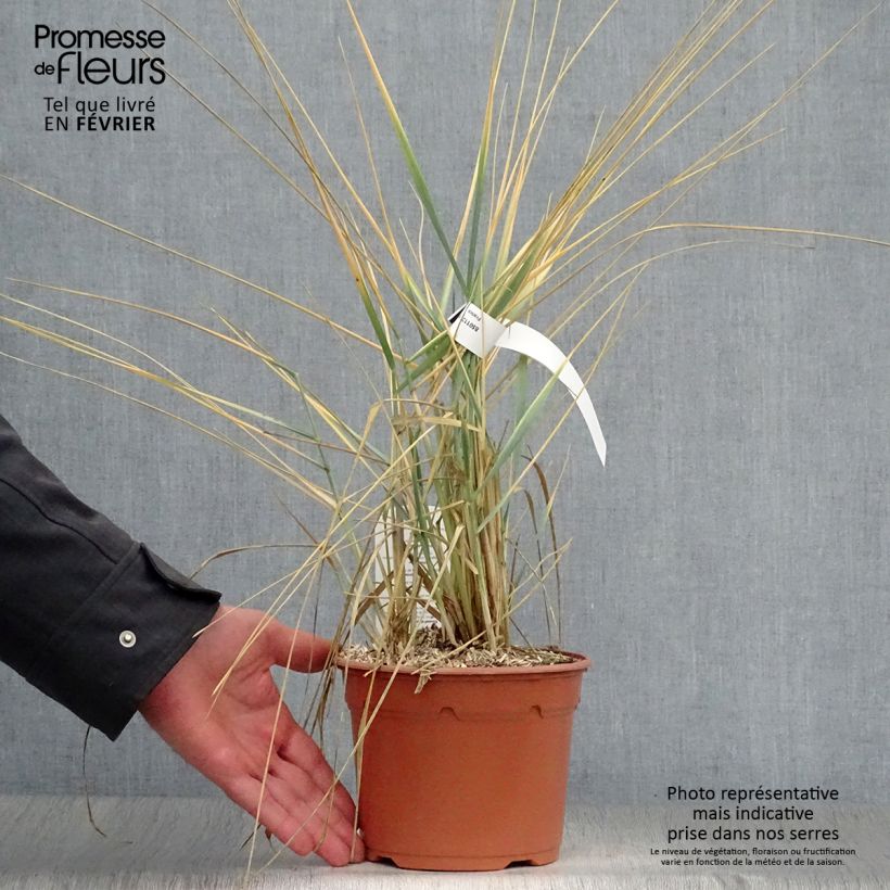 Amostra de Leymus arenarius - Blé d'Azur Vaso de 2 L/3 L tal como entregue no inverno
