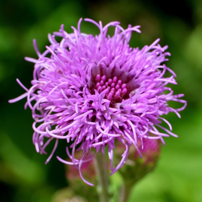Liatris ligulistylis (Floração)