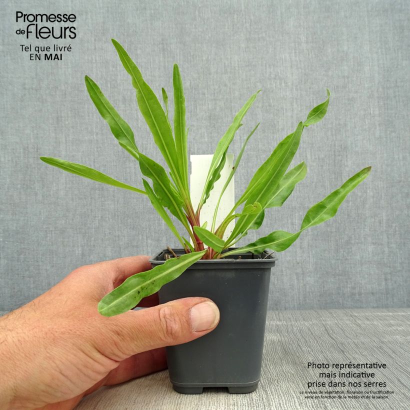 Amostra de Liatris ligulistylis Vaso de 8/9 cm tal como entregue na primavera