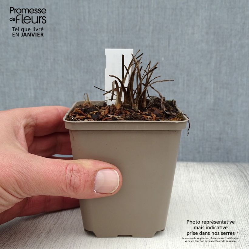 Amostra de Liatris pycnostachya Vaso de 8/9 cm tal como entregue no inverno