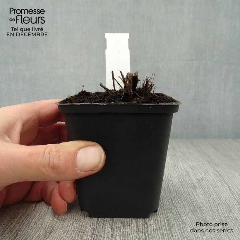 Amostra de Liatris spicata Alba Vaso de 8/9 cm tal como entregue no inverno