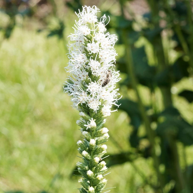 Liatris spicata Floristan White (Floração)