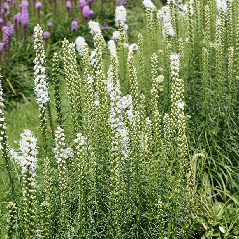 Liatris spicata Floristan White (Hábito)