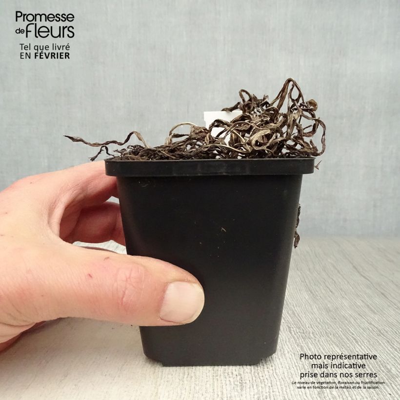 Amostra de Liatris spicata Vaso de 8/9 cm tal como entregue no inverno