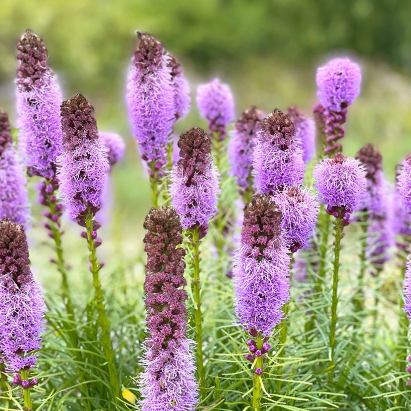Liatris spicata (Floração)
