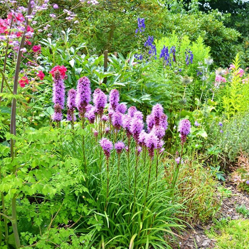 Liatris spicata (Hábito)