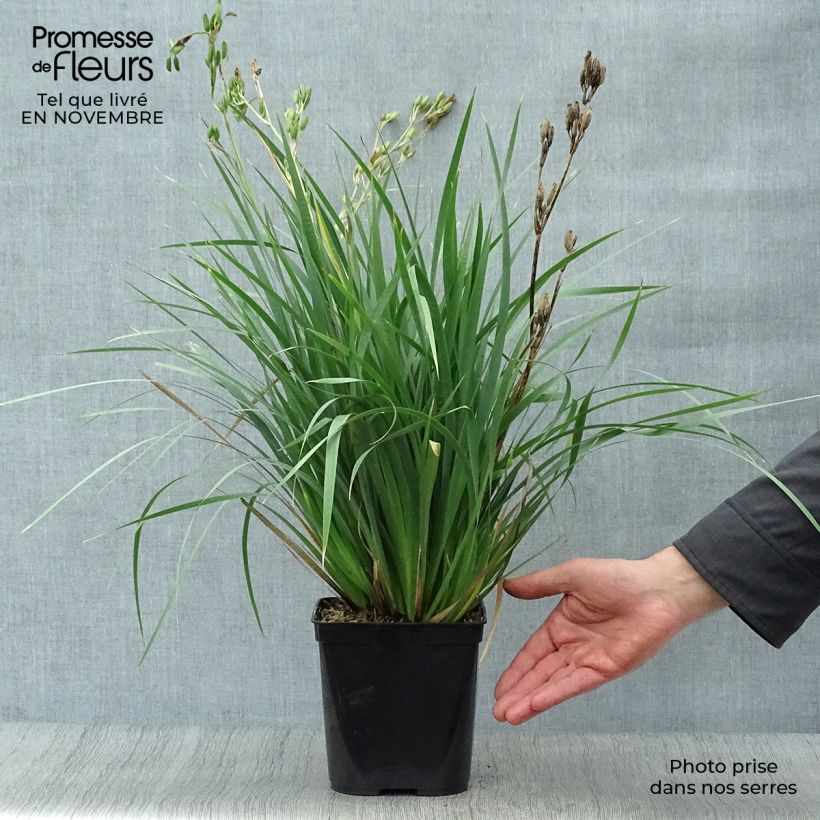 Amostra de Libértia sessiliflora Caerulescens Vaso de 2 L/3 L tal como entregue no outono