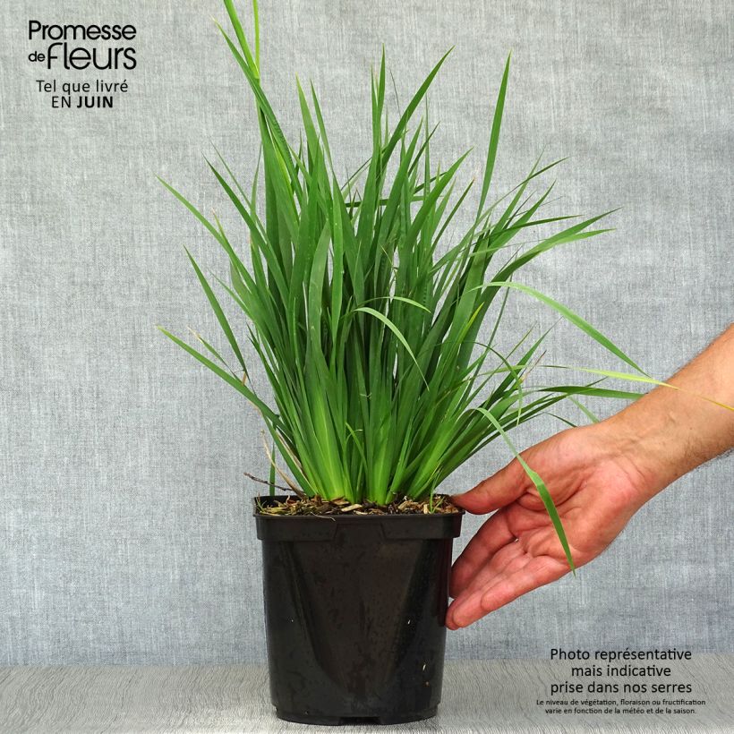Amostra de Libértia sessiliflora Caerulescens Vaso de 2 L/3 L tal como entregue no verão