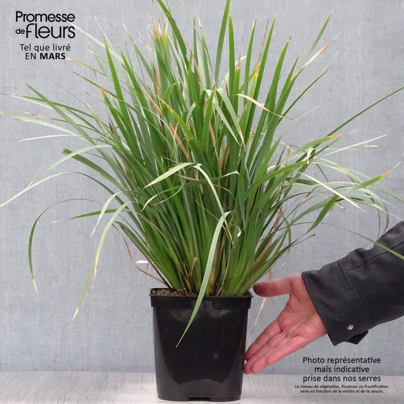 Amostra de Libértia sessiliflora Caerulescens Vaso de 2 L/3 L tal como entregue na primavera