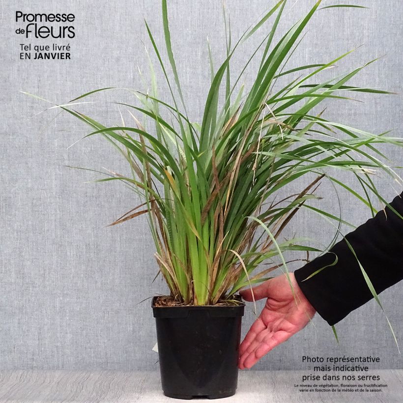 Amostra de Libertia Caerulescens Vaso de 2 L/3 L tal como entregue no inverno