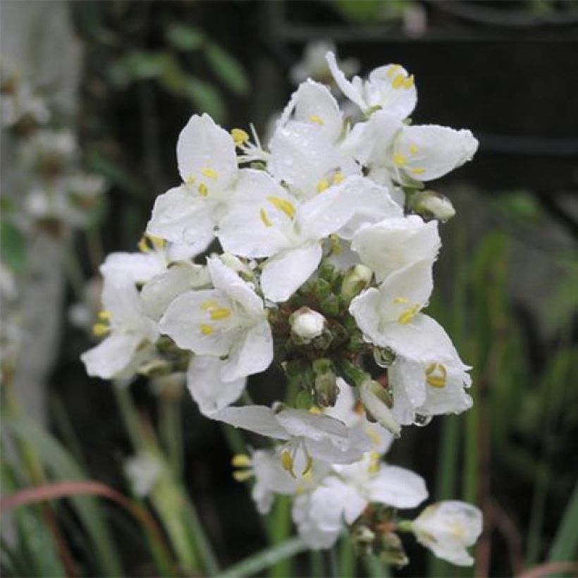 Libértia grandiflora (Floração)