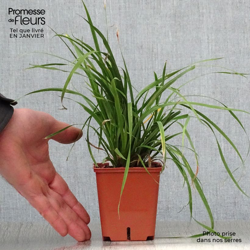 Amostra de Libertia grandiflora  Godet de 8/9 cm tal como entregue no inverno