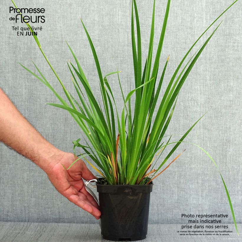 Amostra de Libértia grandiflora Vaso de 2 L/3 L tal como entregue no verão