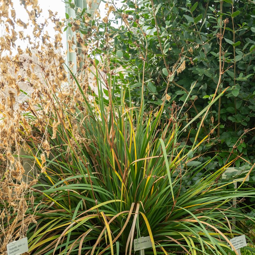 Libértia grandiflora (Hábito)