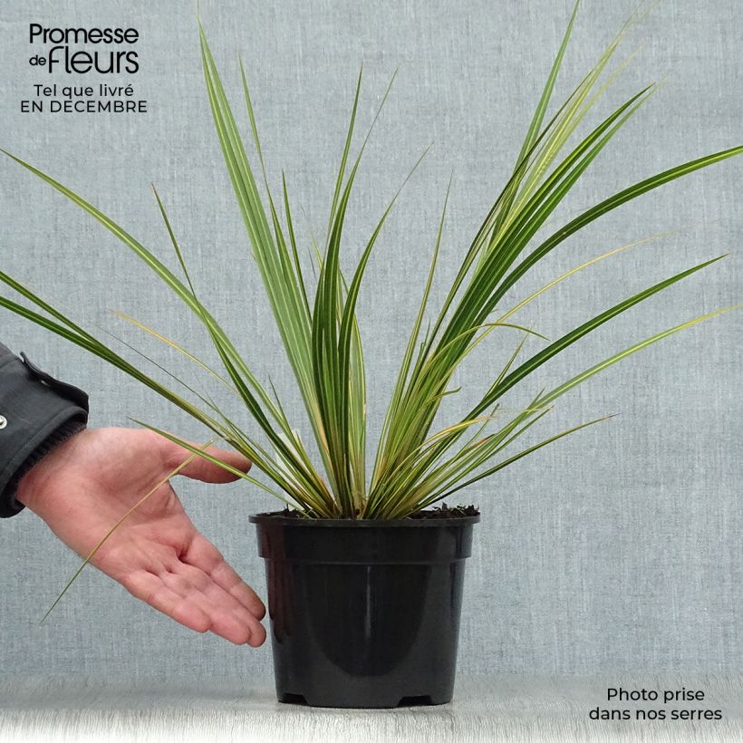 Amostra de Libértia ixioides Goldfinger Vaso de 2 L/3 L tal como entregue no inverno