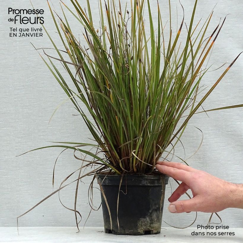 Amostra de Libértia ixioides Taupo Sunset Vaso de 2 L/3 L tal como entregue no inverno