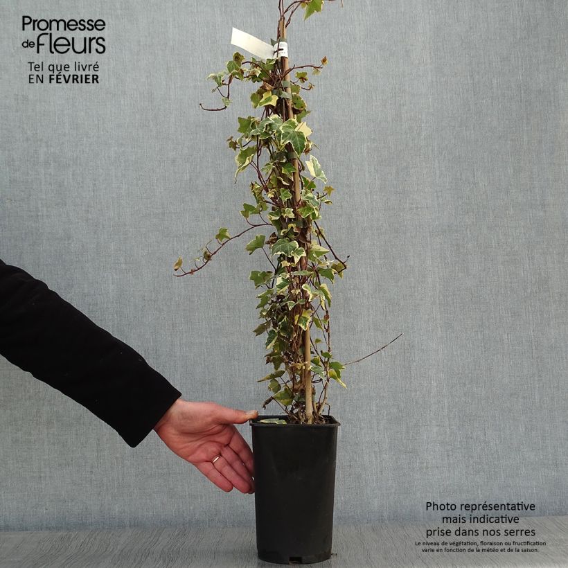 Amostra de Hera Goldchild Vaso de 1,5 L/2 L tal como entregue no inverno