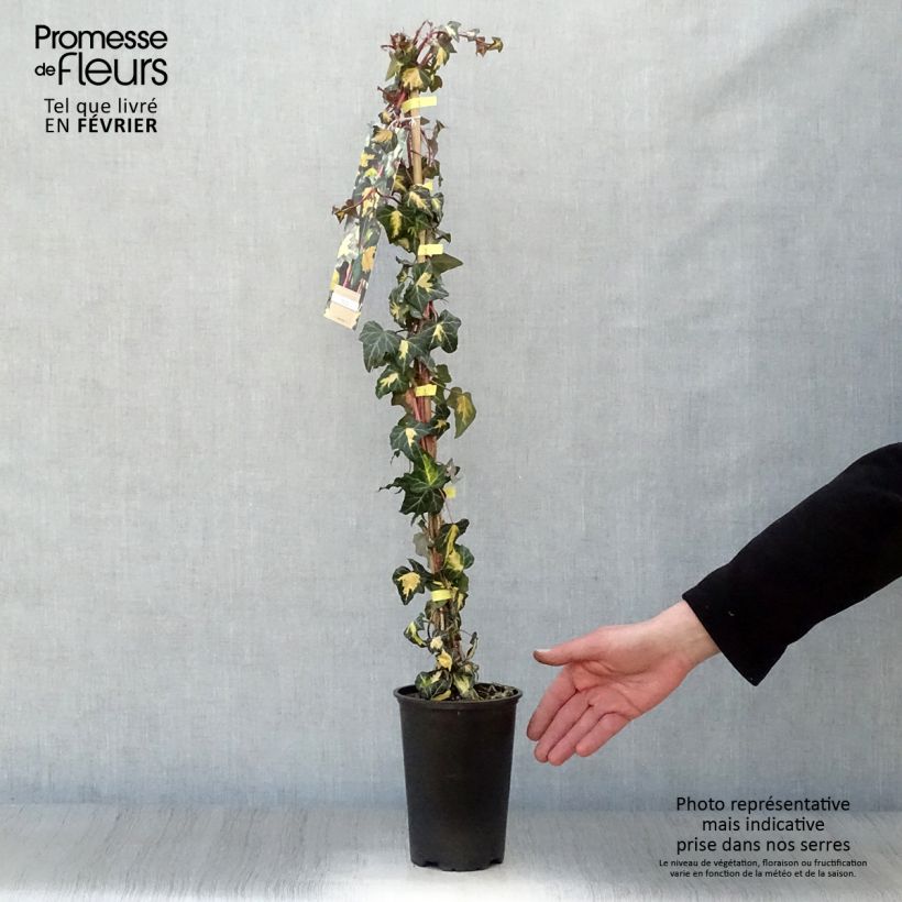 Amostra de Lierre commun - Hedera helix Goldheart Vaso de 1,5 L/2 L tal como entregue no inverno