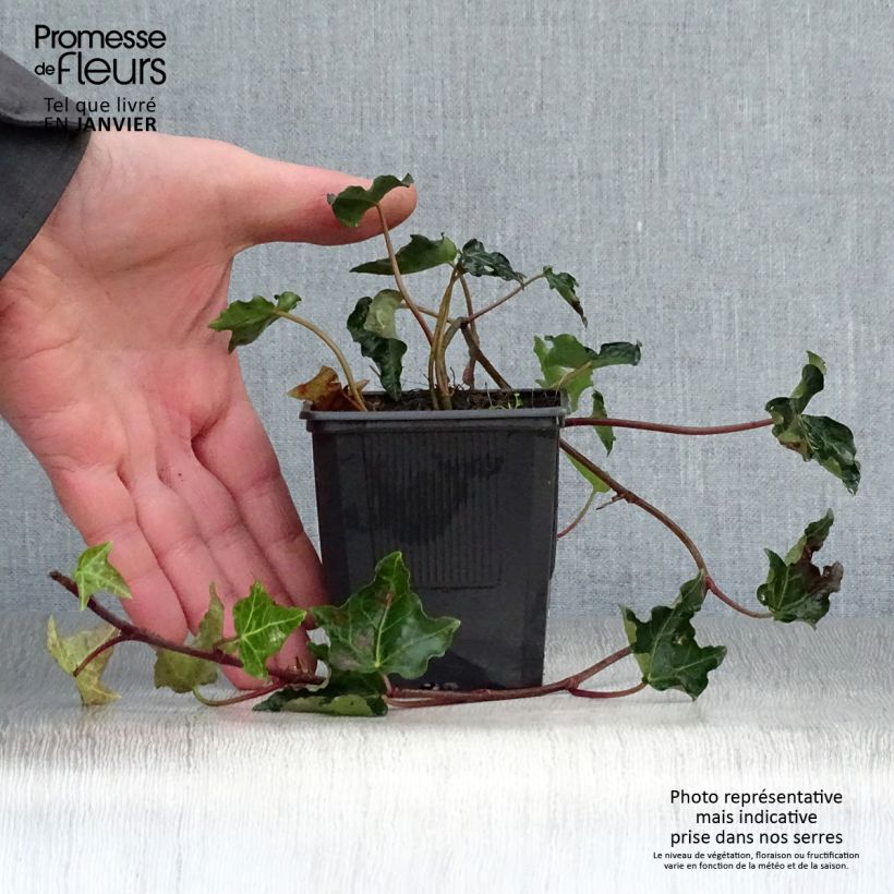 Amostra de Lierre commun - Hedera helix Ivalace Vaso de 8/9 cm tal como entregue no inverno