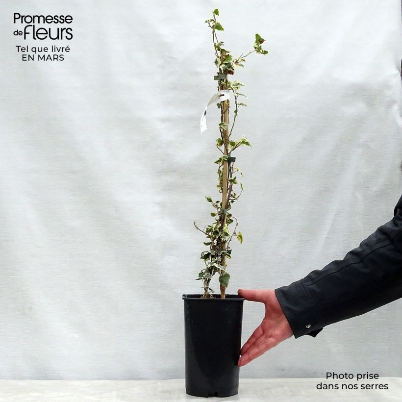 Amostra de Hera Marginata Elegantissima Vaso de 2 L/3 L tal como entregue na primavera