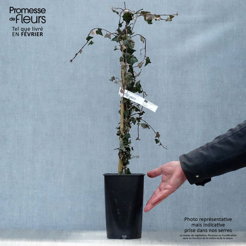 Amostra de Lierre commun - Hedera helix Needlepoint Pot de 2L/3L tal como entregue no inverno