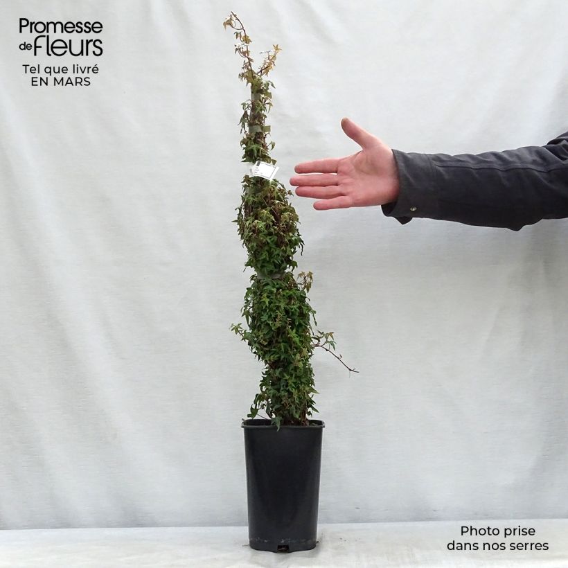 Amostra de Hera Needlepoint Vaso de 2 L/3 L tal como entregue na primavera