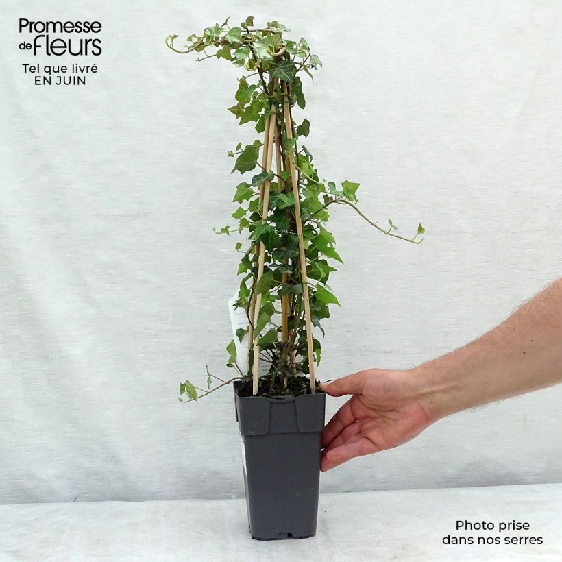 Amostra de Hedera helix Vaso de 2 L/3 L tal como entregue no verão