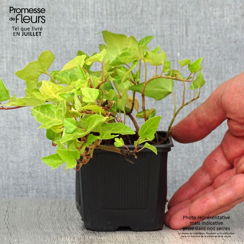 Amostra de Hedera helix Vaso de 8/9 cm tal como entregue no verão