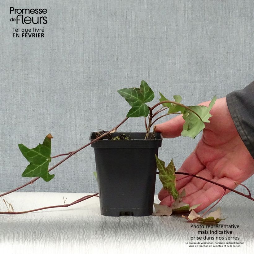 Amostra de Lierre commun - Hedera helix Vaso de 8/9 cm tal como entregue no inverno