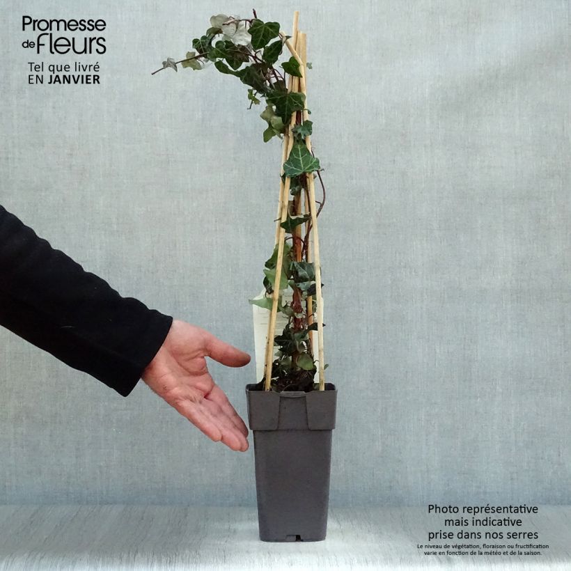 Amostra de Lierre commun - Hedera helix Vaso de 2 L/3 L tal como entregue no inverno