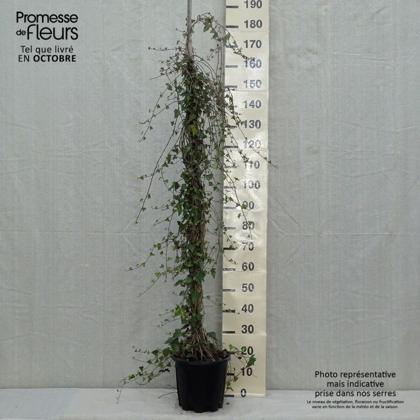Amostra de Hedera helix Vaso de 4 L/5 L tal como entregue no outono