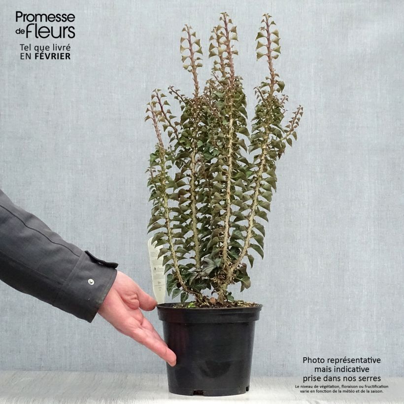 Amostra de Lierre commun arbustif - Hedera helix Erecta Vaso de 2 L/3 L tal como entregue no inverno